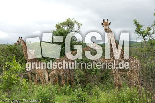 Giraffe (81 von 94).jpg